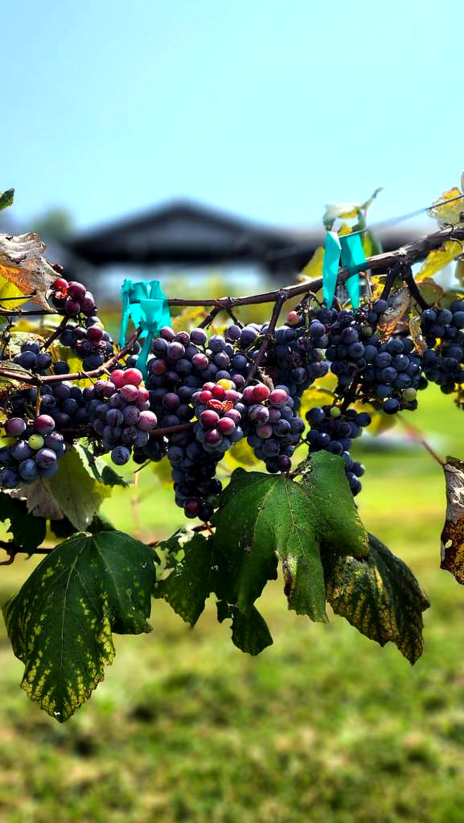 Grapes growing at Prairie Barn