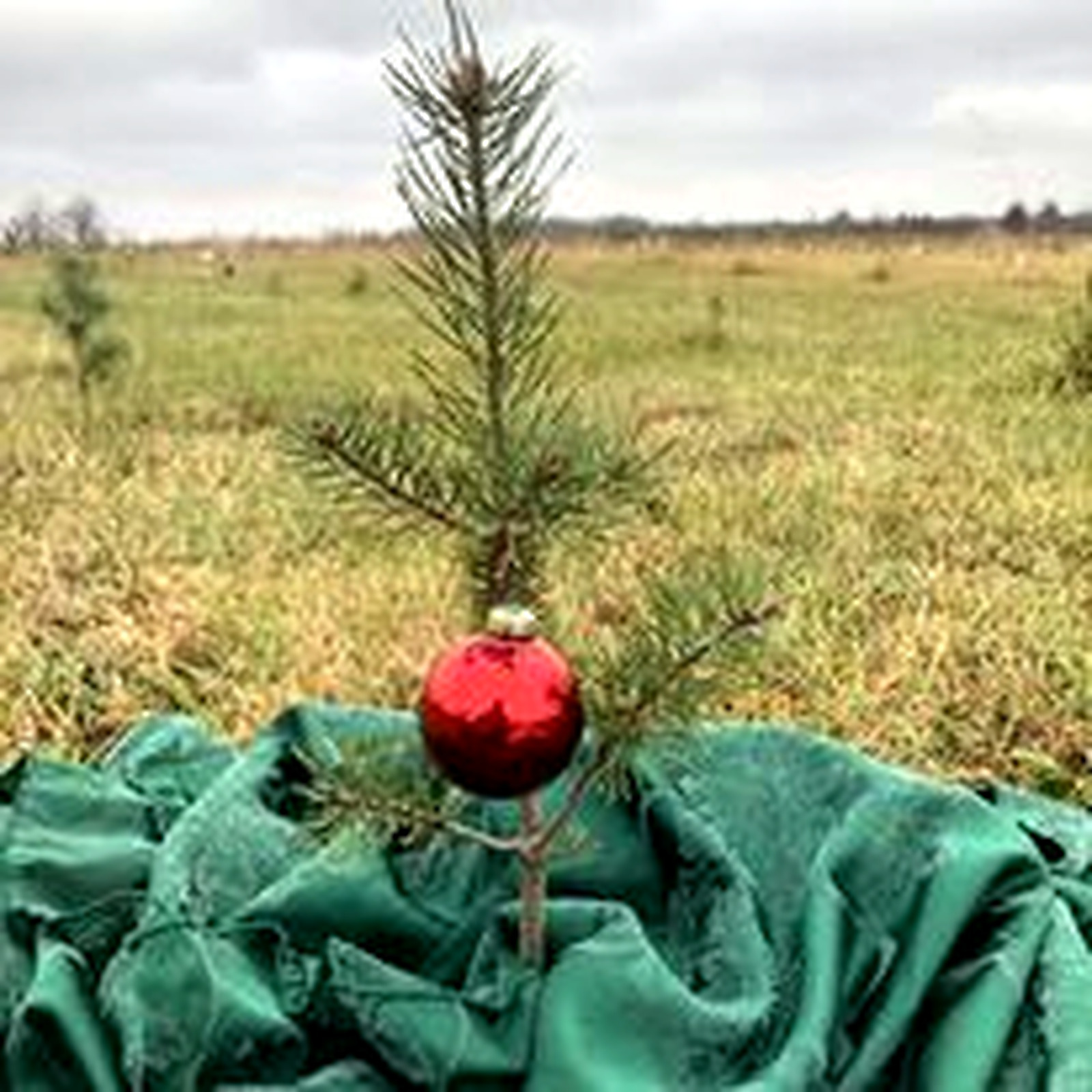 Young Christmas tree planted at Prairie Barn