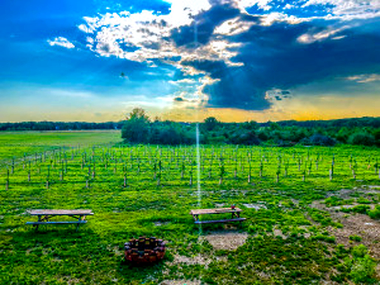 Developing vineyard field at Prairie Barn Winery