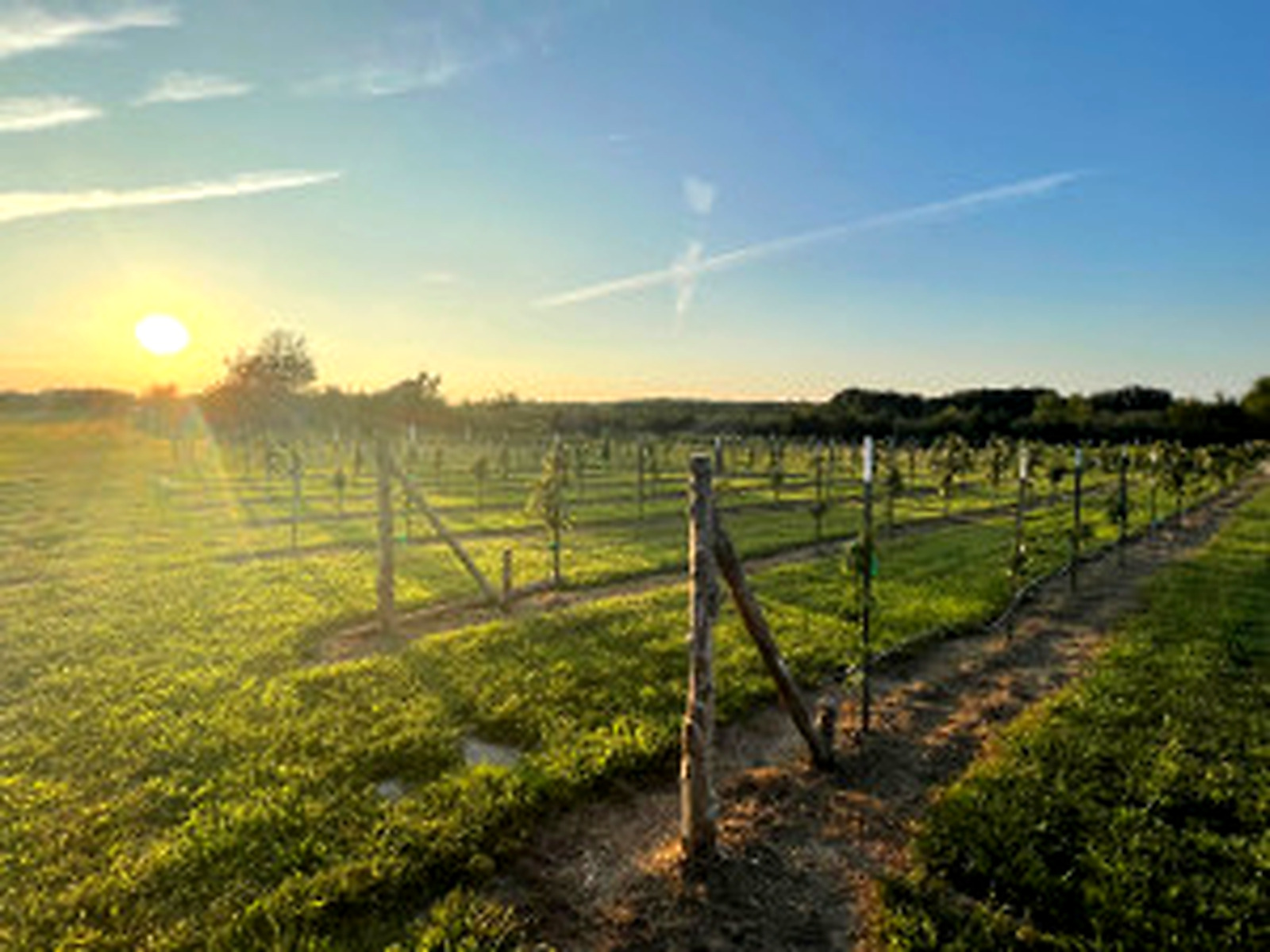 Prairie Barn vineyard at sunset